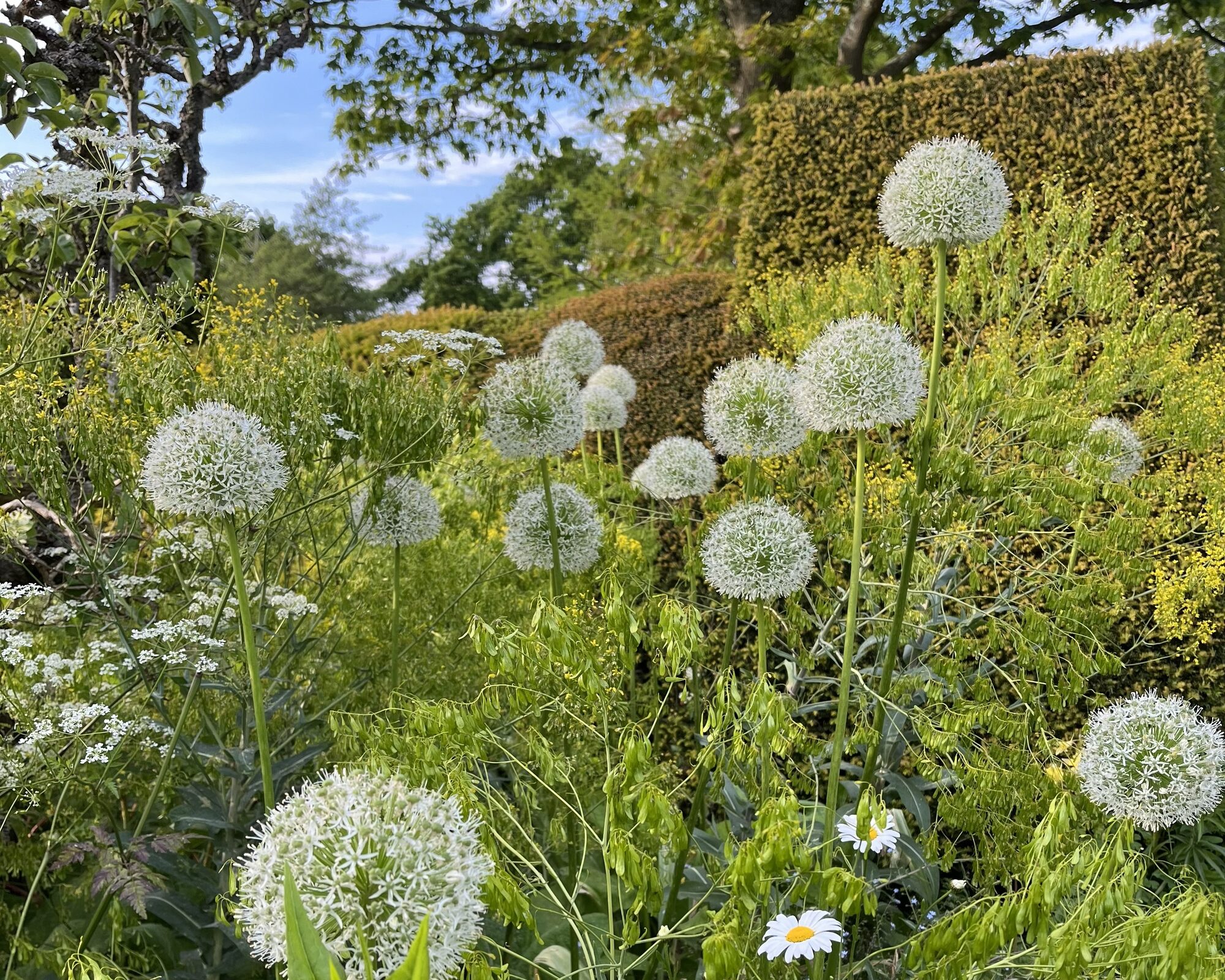 Allium seed heads rising above a clipped hedge border