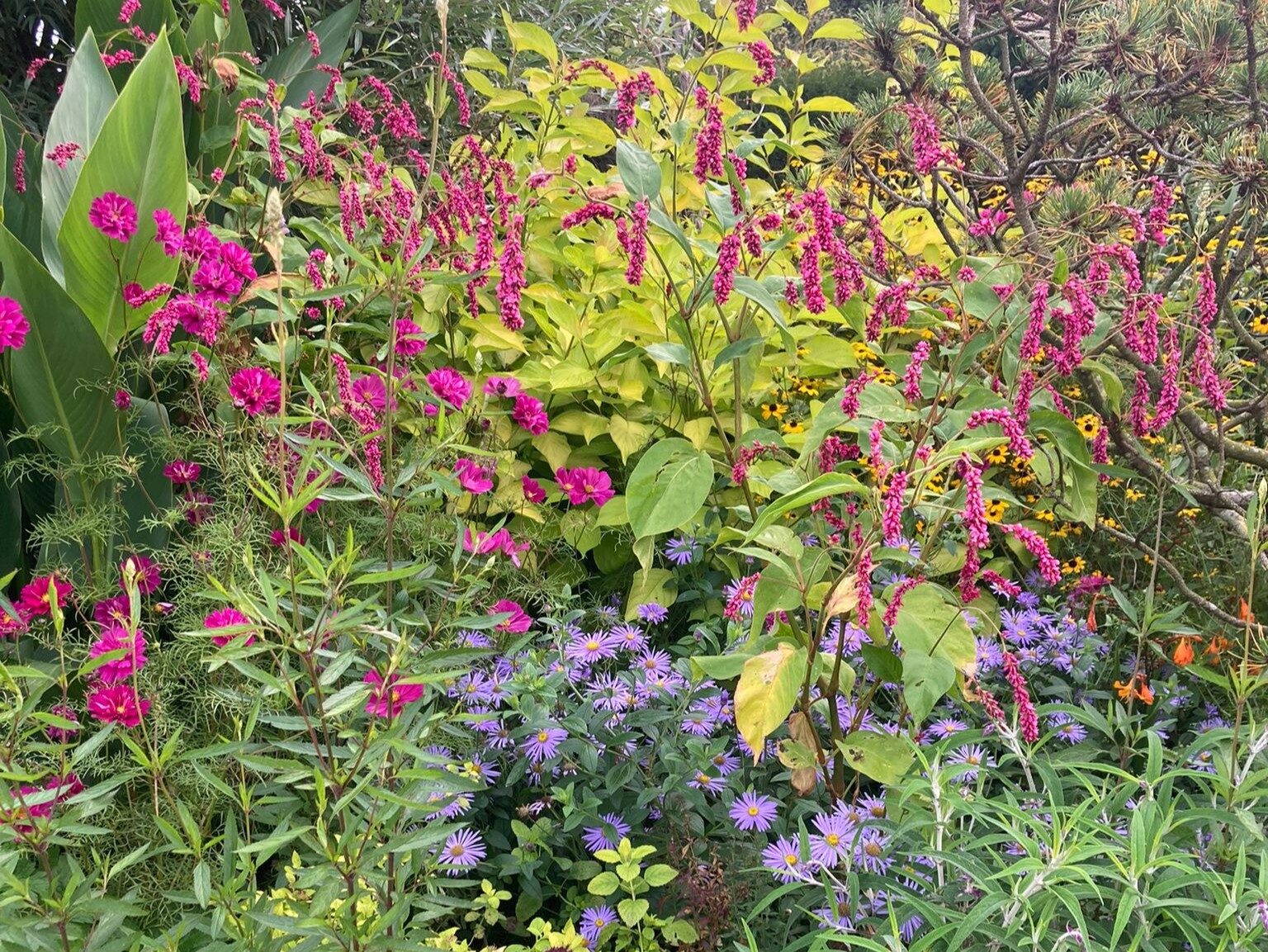 Magenta cosmos and persicaria mingling with rudbeckia and asters in a border