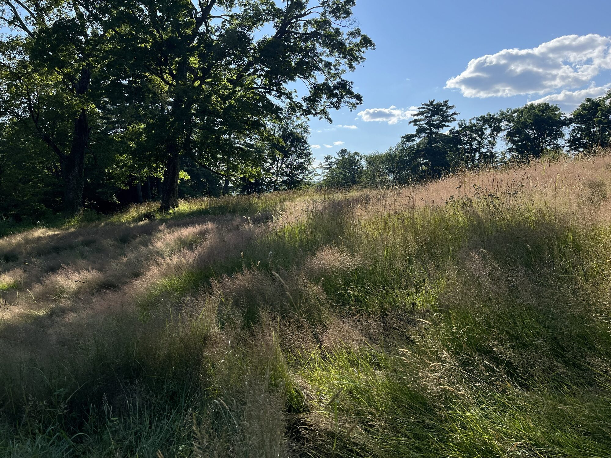 Ornamental grasses catching late-day light on a meadow slope
