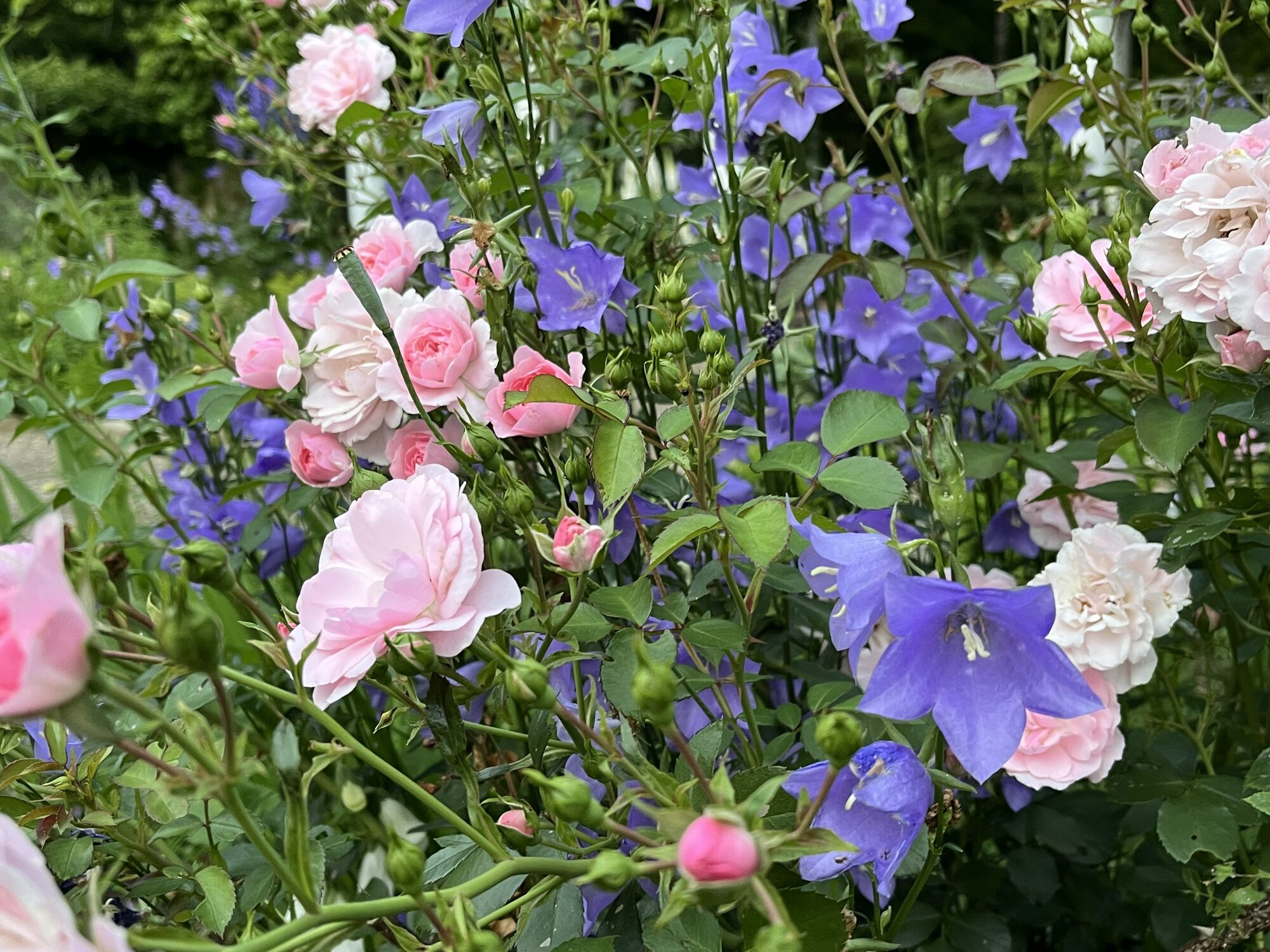 Pale pink roses growing among blue campanula